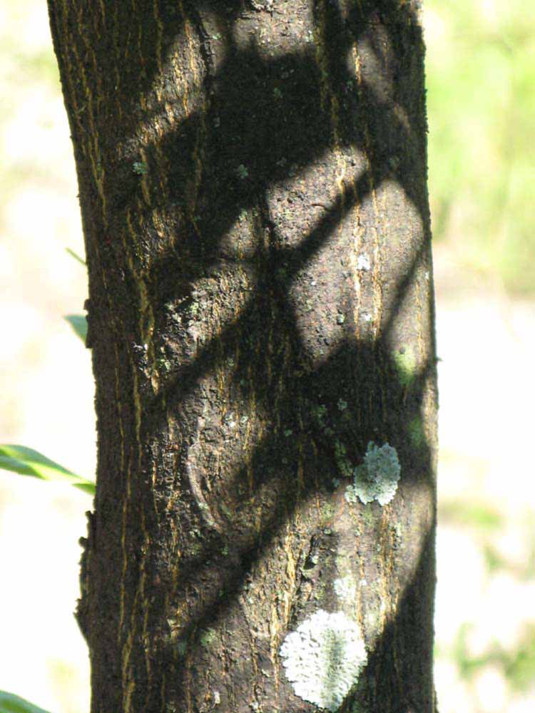            Bark (Winter Haven, FL)      